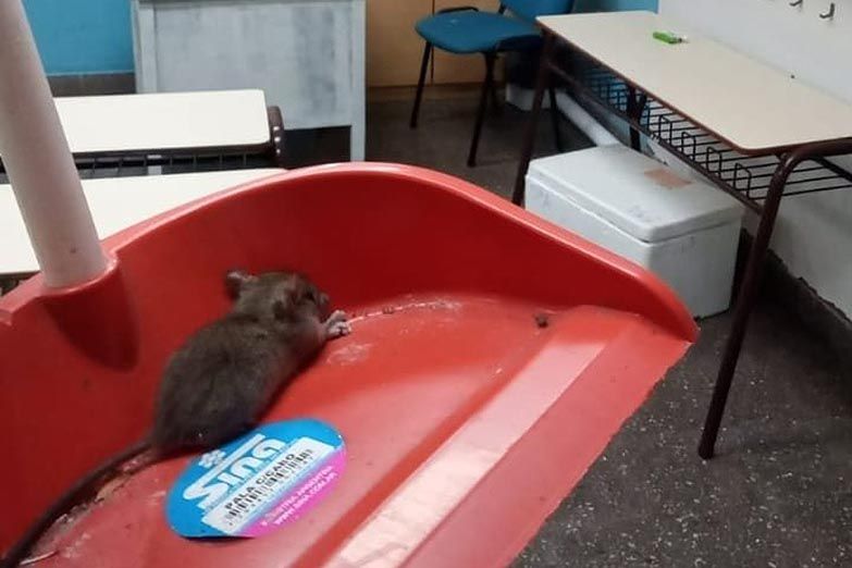 INVASION DE RATAS EN ESCUELA DE LA PLATA