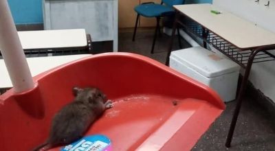 INVASION DE RATAS EN ESCUELA DE LA PLATA