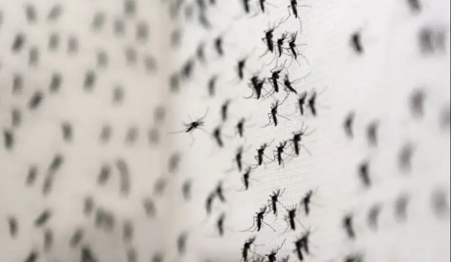 Tras las intensas lluvias, se espera una nueva invasión de mosquitos en La Plata