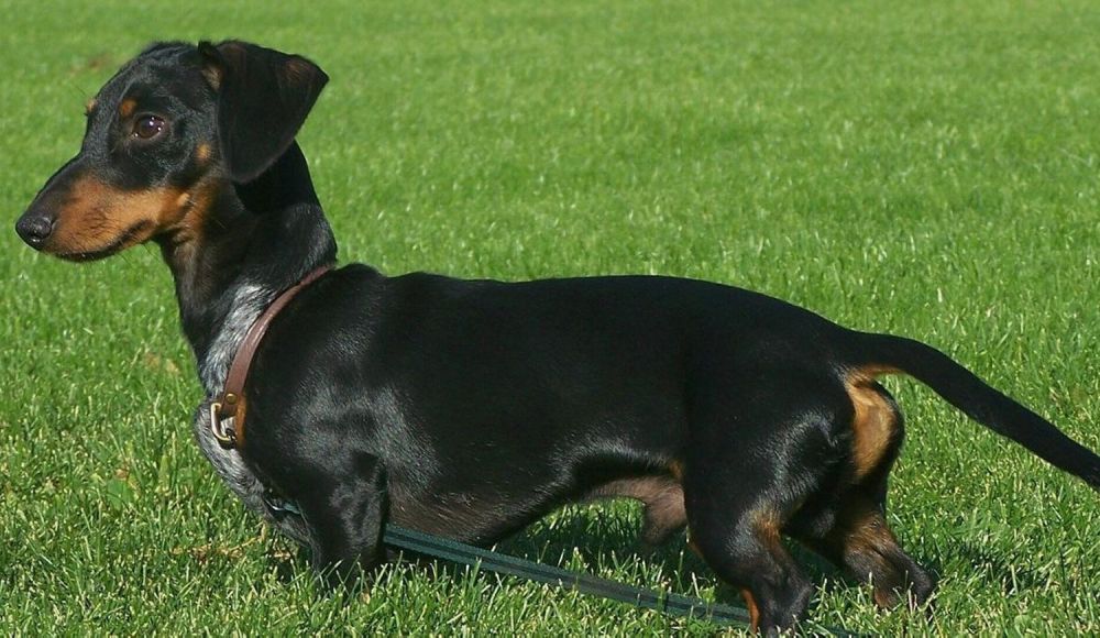 Los vecinos platenses podrán vacunar gratis a sus mascotas