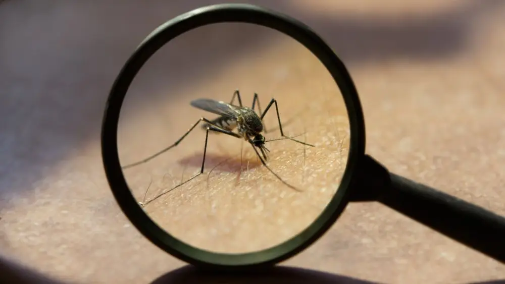 Ya son más de mil los casos de dengue registrados en La Plata