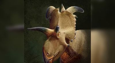 Nuevo hallazgo paleontológico: Lokiceratops, el dinosaurio con cuernos