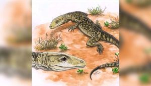 Confirmaron que el lagarto moderno ya vivía hace 205 millones de años