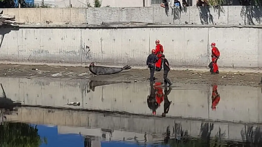 Rescataron a un lobo marino en el Arroyo El Gato